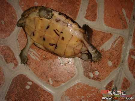 ת��ֻ�۰ߺ�ӥ