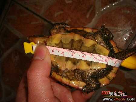 ת��ֻ�۰ߺ�ӥ