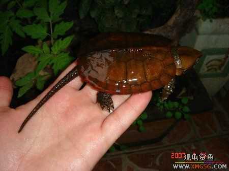 ת��ֻ�۰ߺ�ӥ