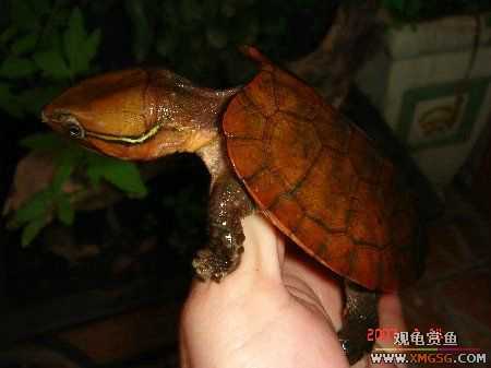 ת��ֻ�۰ߺ�ӥ