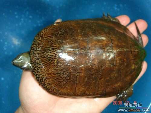 ת��ֻ�۰ߺ�ӥ