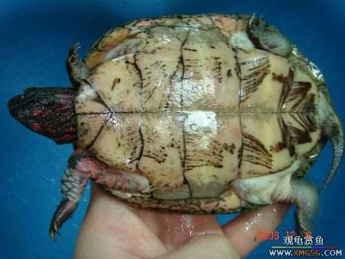 ת��ֻ�۰ߺ�ӥ