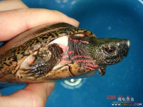 ת��ֻ�۰ߺ�ӥ