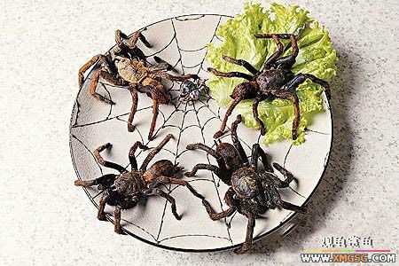 �����˳�֩����?