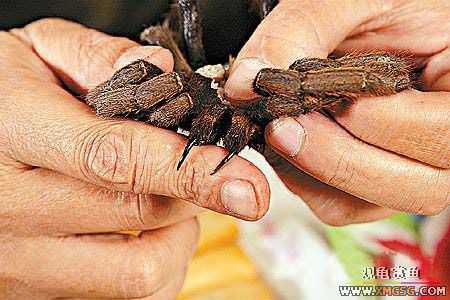 �����˳�֩����?