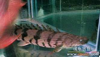 �����û��ƿ���