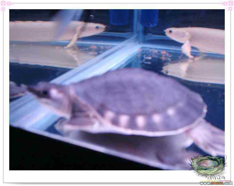 �����Ǻ���½��һֻ���ŵ������潻��~��