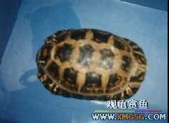 �����Ǻ���½��һֻ���ŵ������潻��~��