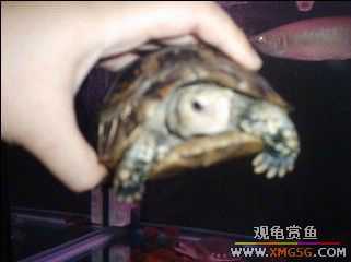 �����Ǻ���½��һֻ���ŵ������潻��~��