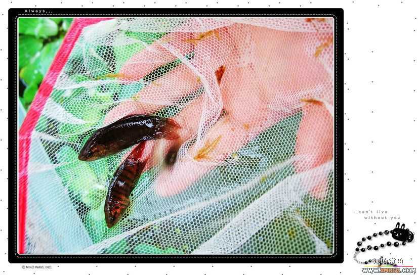 1��21�ղ��伯��FB��PP