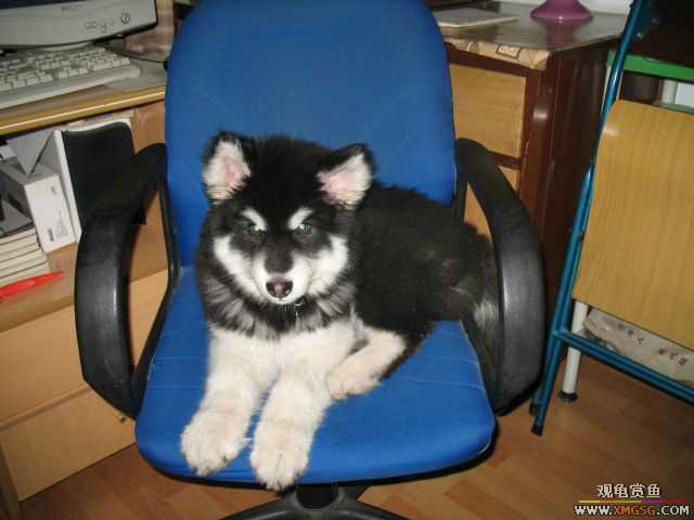 ż��ARES����������˹�ӣ�