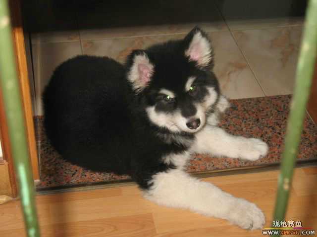 ż��ARES����������˹�ӣ�