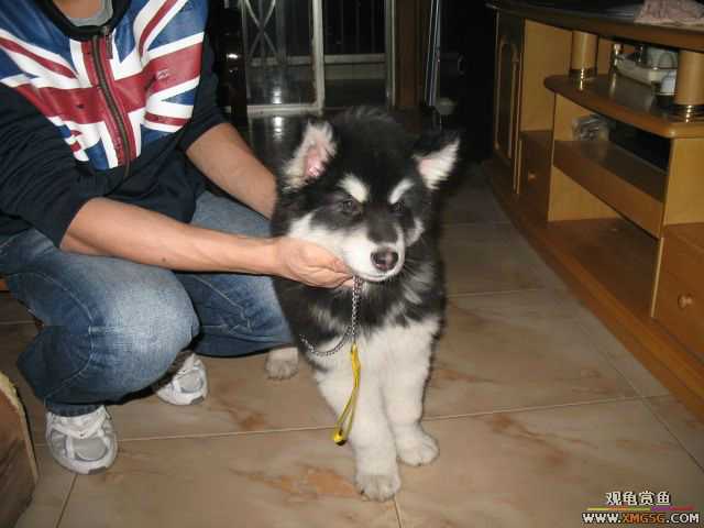 ż��ARES����������˹�ӣ�