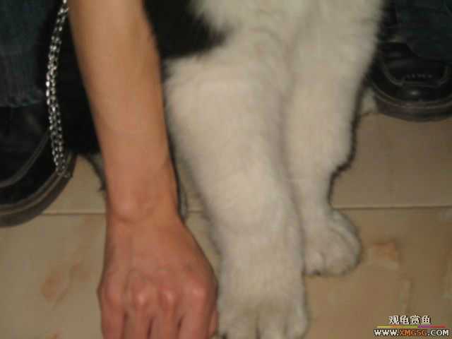 ż��ARES����������˹�ӣ�