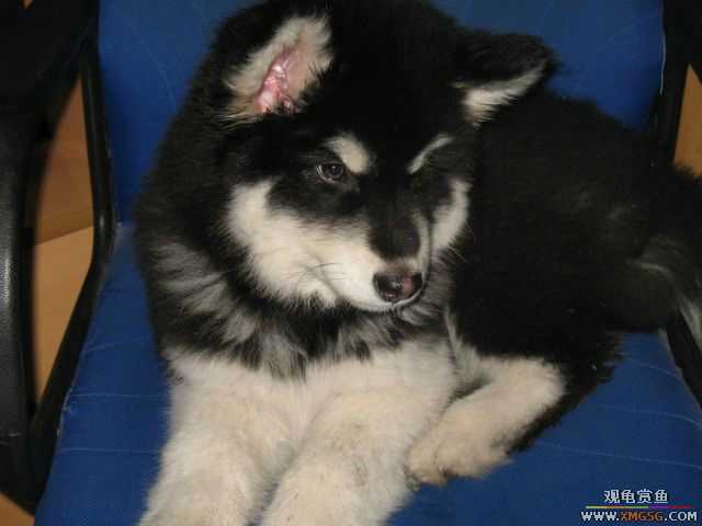 ż��ARES����������˹�ӣ�