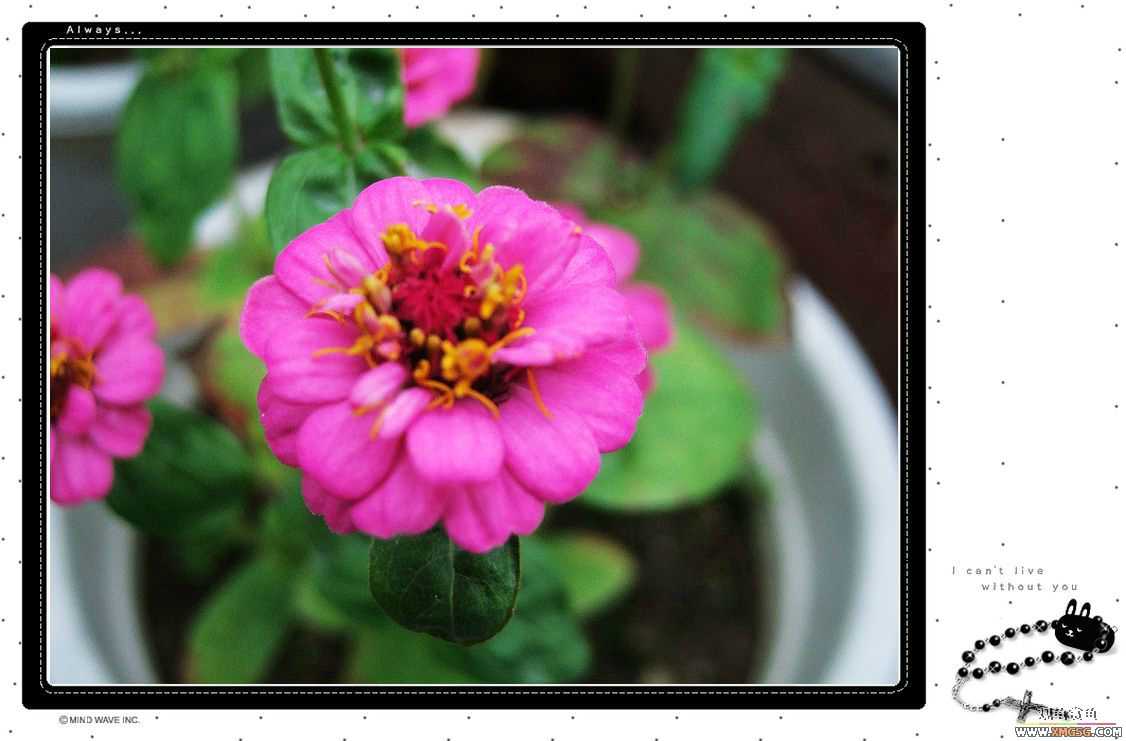 1��21�ղ��伯��FB��PP