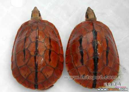 [����]ף ����  ��ʦ�»���֣�