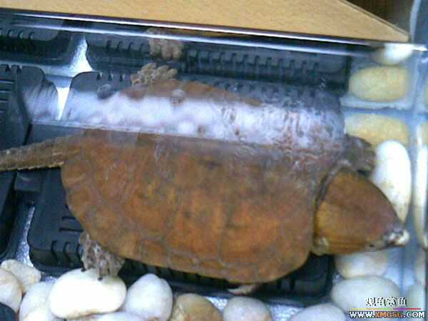 [�Ƽ�]ӥ��껻�ƺ�ˮ����ǹ����͹�֮��(���ǹ������С��)