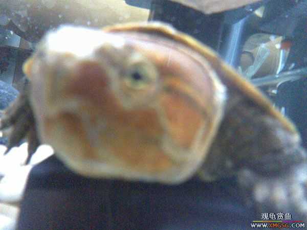 [�Ƽ�]ӥ��껻�ƺ�ˮ����ǹ����͹�֮��(���ǹ������С��)