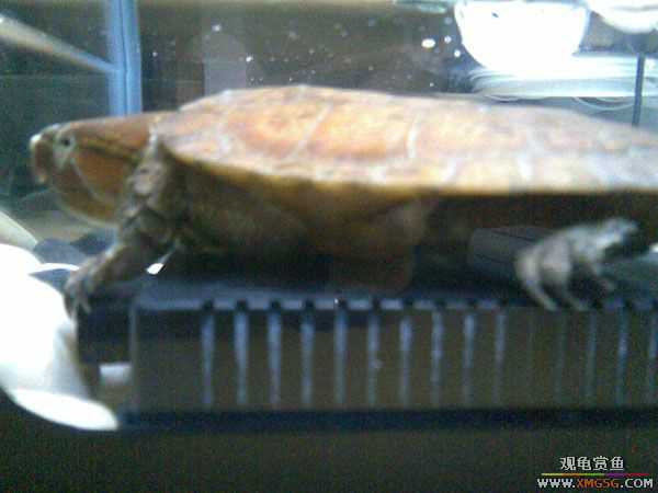 [�Ƽ�]ӥ��껻�ƺ�ˮ����ǹ����͹�֮��(���ǹ������С��)