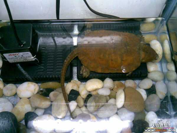 [�Ƽ�]ӥ��껻�ƺ�ˮ����ǹ����͹�֮��(���ǹ������С��)