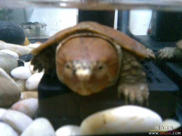 [�Ƽ�]ӥ��껻�ƺ�ˮ����ǹ����͹�֮��(���ǹ������С��)