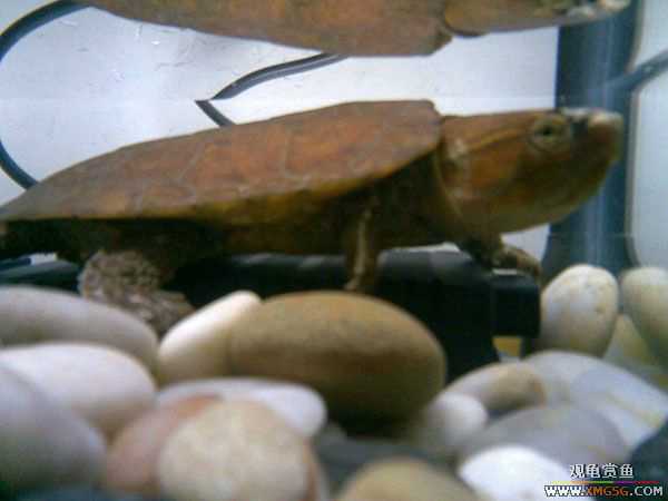 [�Ƽ�]ӥ��껻�ƺ�ˮ����ǹ����͹�֮��(���ǹ������С��)