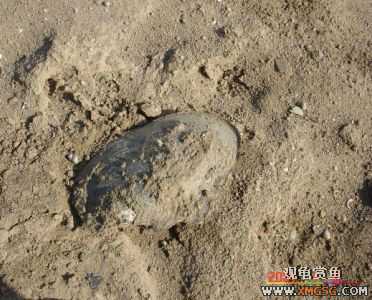 [����]С��"��ְ"ƪ