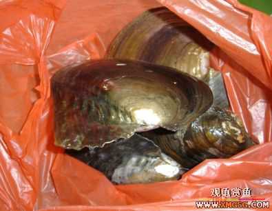 [����]С��"��ְ"ƪ