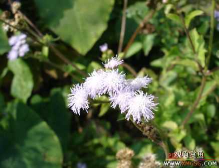 070107��������ƪ