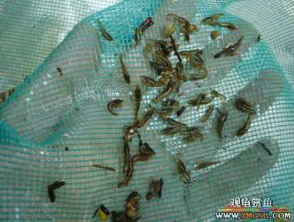 070107��������ƪ