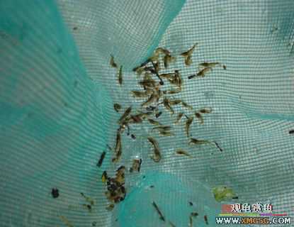 070107��������ƪ