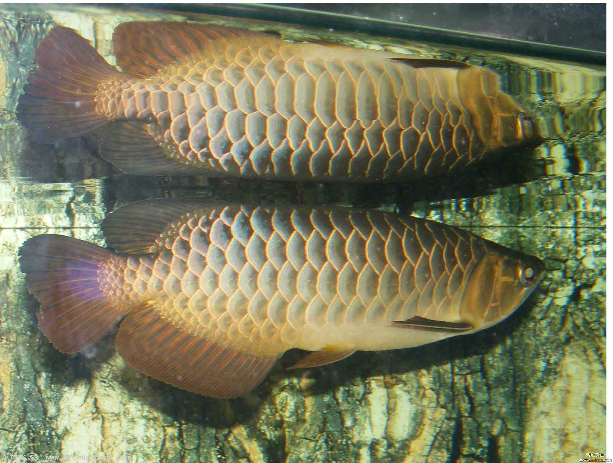 [ԭ��][�̼�]������֮�� ����·