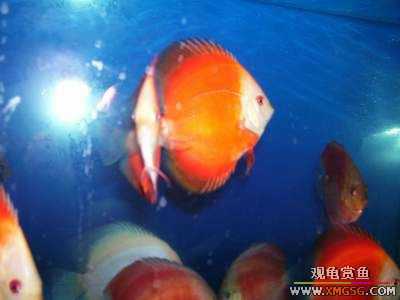 [�Ƽ�]ת�ú츻ʿ�߲�!30Ԫ/����~