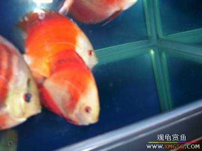 [�Ƽ�]ת�ú츻ʿ�߲�!30Ԫ/����~