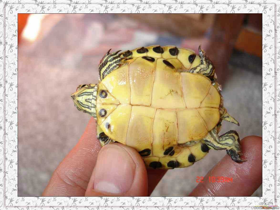 ����2ͷС����