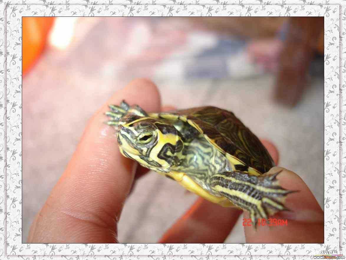 ����2ͷС����