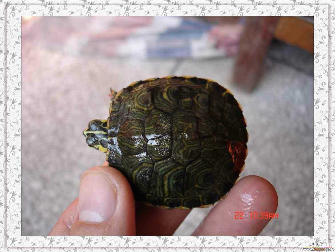 ����2ͷС����