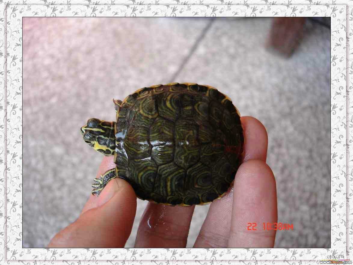 ����2ͷС����