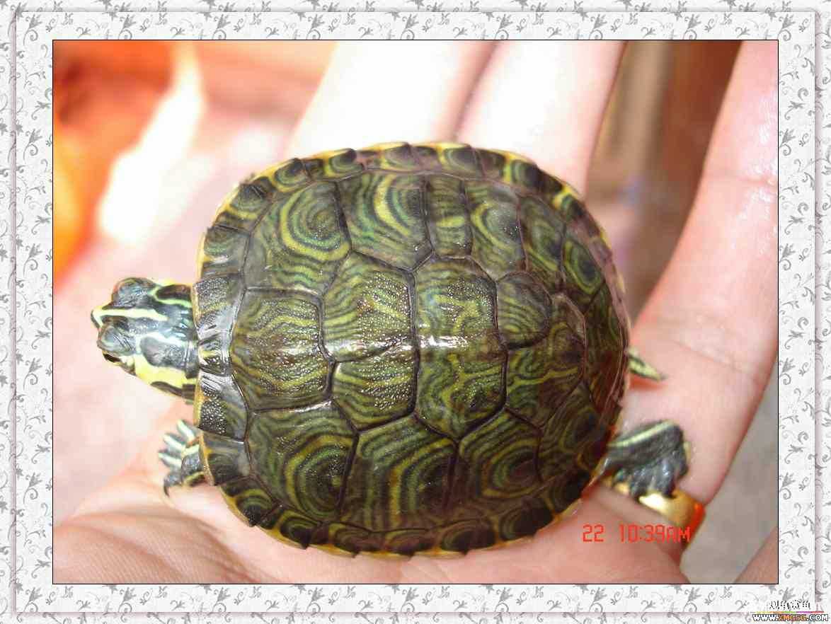 ����2ͷС����