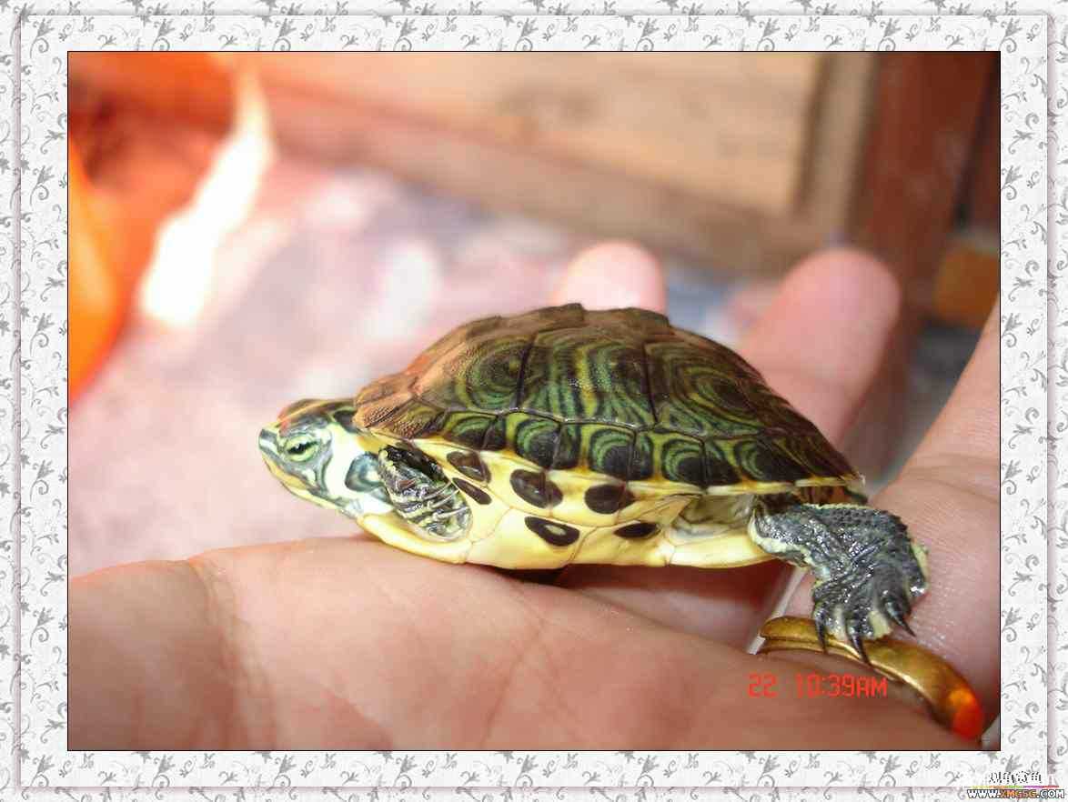 ����2ͷС����