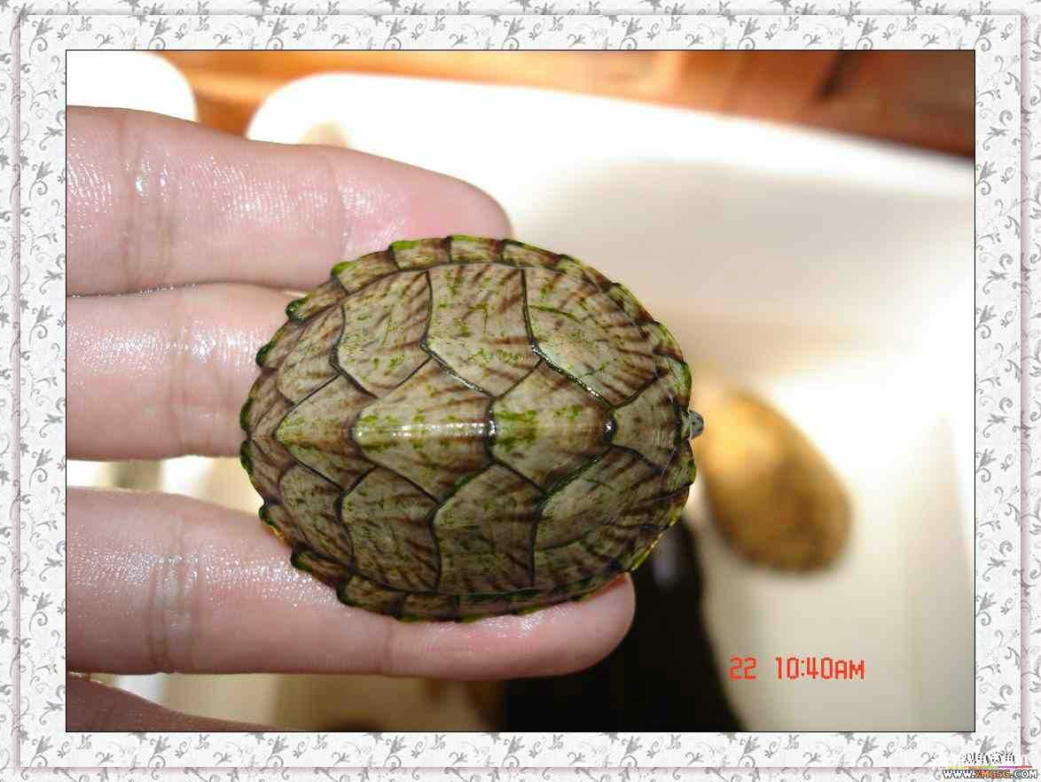 ����2ͷС����