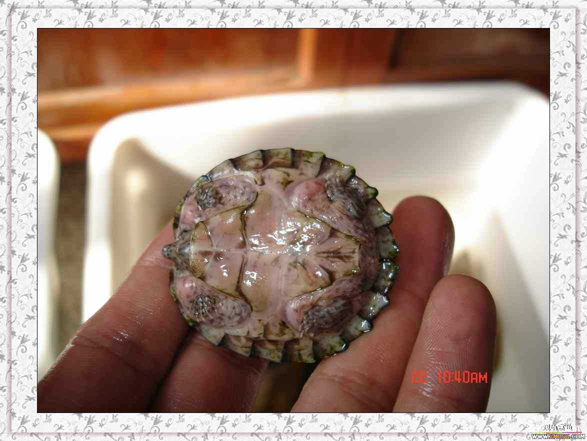 ����2ͷС����