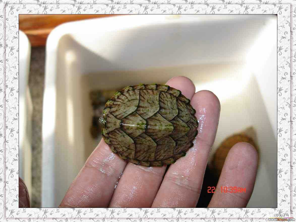 ����2ͷС����