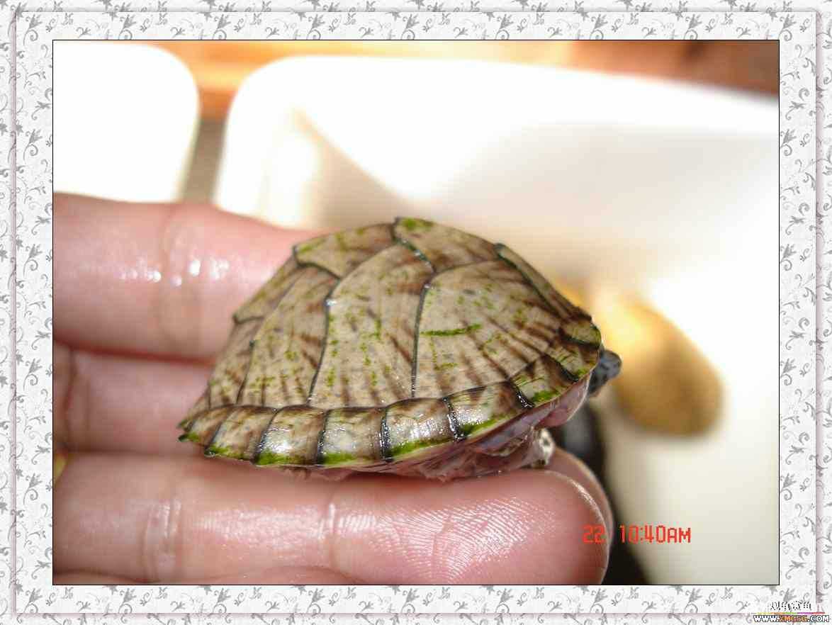 ����2ͷС����