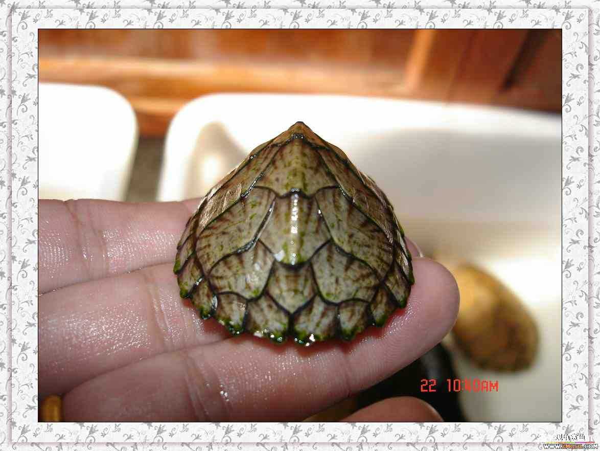 ����2ͷС����