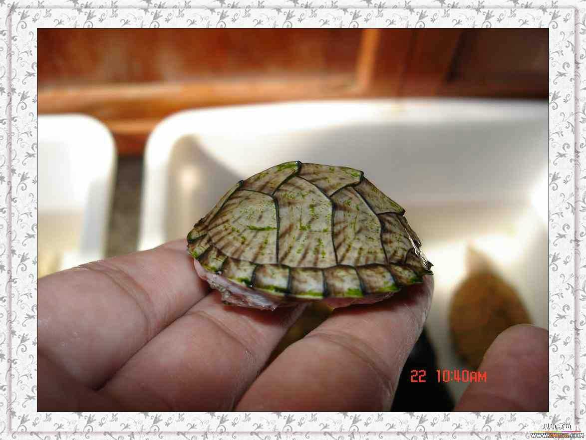 ����2ͷС����