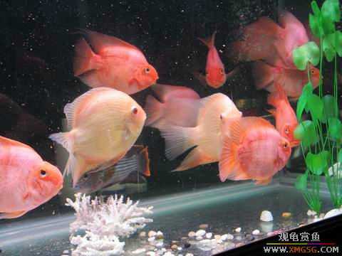 ת��ֻ12cm���ģ���ֻ15cm���ޣ�ȫ��550������