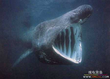 [��ͼ]��Ȼ��Ŀֲ��Ĵ���