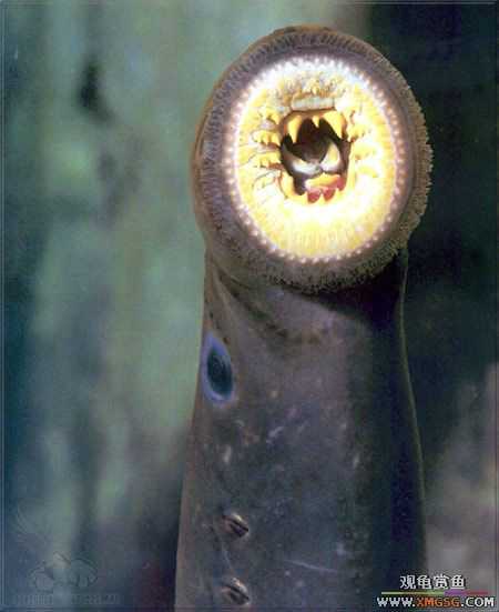 [��ͼ]��Ȼ��Ŀֲ��Ĵ���